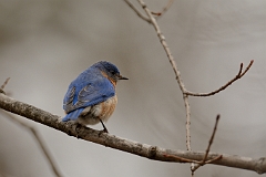 Eastern bluebird