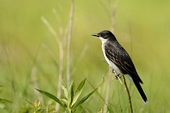 Eastern kingbird