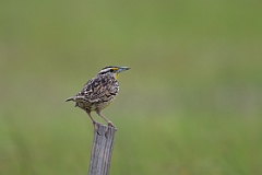 Eastern meadowlark