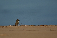 Eastern phoebe