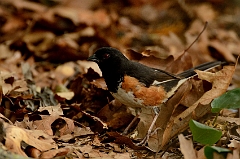 Eastern towhee