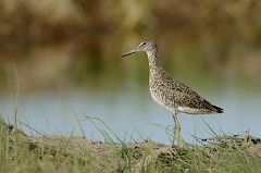 Eastern willet