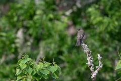 Eastern wood-pewee
