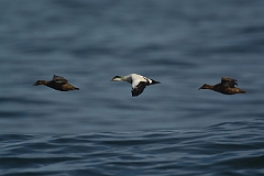 Eider