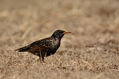 European starling