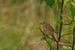 Field sparrow