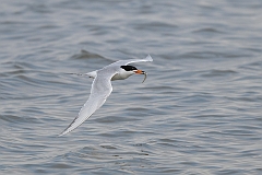 Forster's tern