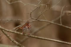 Fox sparrow