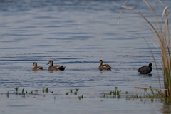 Gadwall