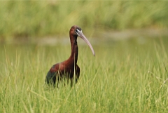 Glossy ibis