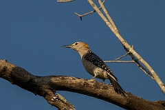 Golden-fronted woodpecker