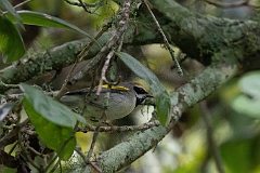Golden-winged warbler