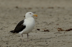 Great black-backed gull