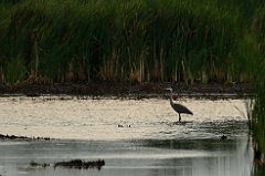 Great blue heron