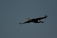Great cormorant