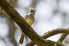 Great crested flycatcher