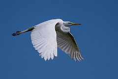 Great egret