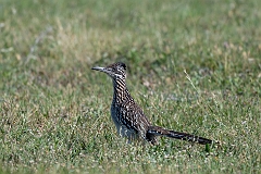 Greater roadrunner