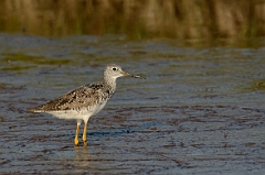 Greater yellowlegs