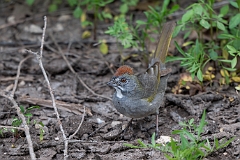 Green-tailed towhee