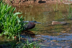 Green heron