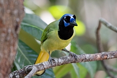Green jay