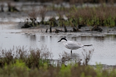Gull-billed tern