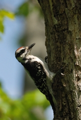 Hairy woodpecker