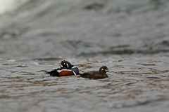 Harlequin duck