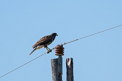 Harris's hawk
