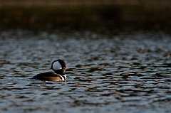 Hooded merganser