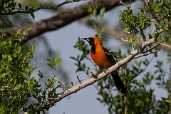 Hooded oriole