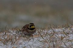 Horned lark
