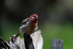 House finch