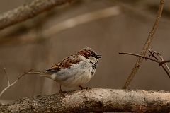 House sparrow