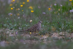 Inca dove