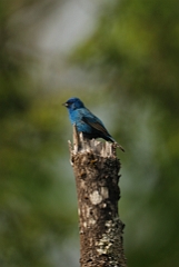 Indigo bunting