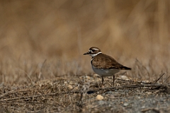 Killdeer