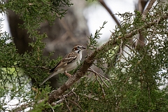 Lark sparrow
