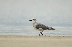 Laughing gull