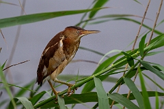 Least bittern