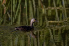 Least grebe