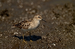 Least sandpiper