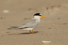 Least tern