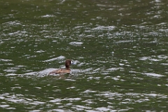 Lesser scaup