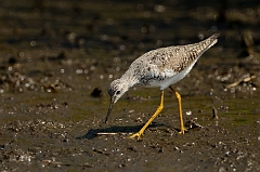 Lesser yellowlegs