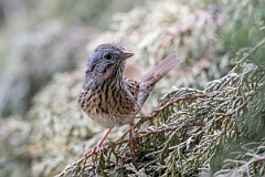 Lincoln's sparrow