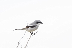 Loggerhead shrike