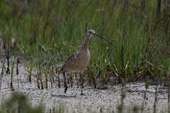 Long-billed curlew