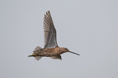 Long-billed dowitcher